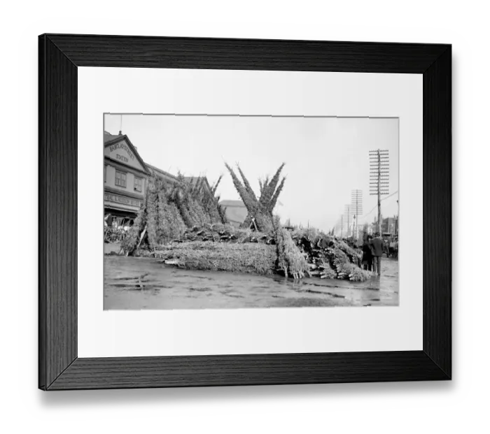 Framed Print : Stall with cut Christmas trees at market - Barclay Street St