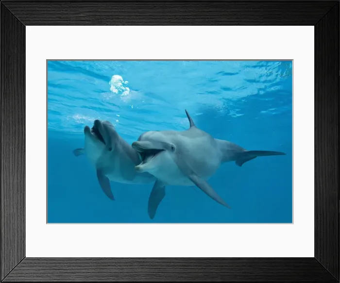 Framed Print : Bottlenose Dolphin Framed Print : Bottlenose Dolphin
