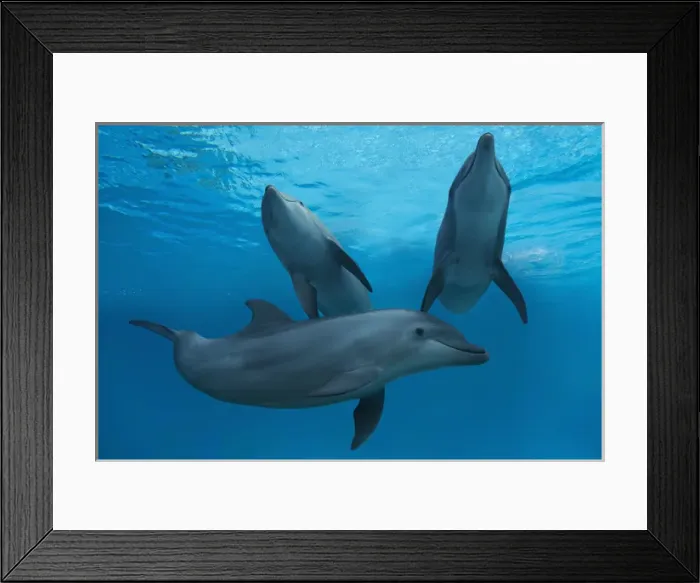 Framed Print : Bottlenose Dolphin Framed Print : Bottlenose Dolphin