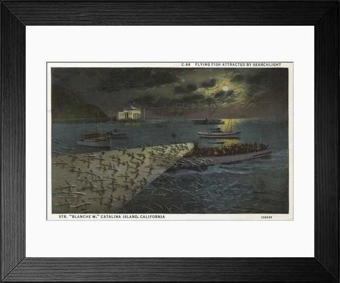 Framed Print : Flying fish, Santa Catalina Island, California, USA Framed Print : Flying fish, Santa Catalina Island, California, USA