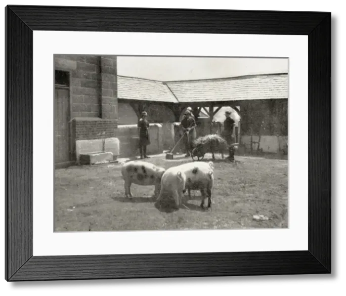 Framed Print : Aylesbury Borstal Inmates - Farm Work Framed Print : Aylesbury Borstal Inmates - Farm Work