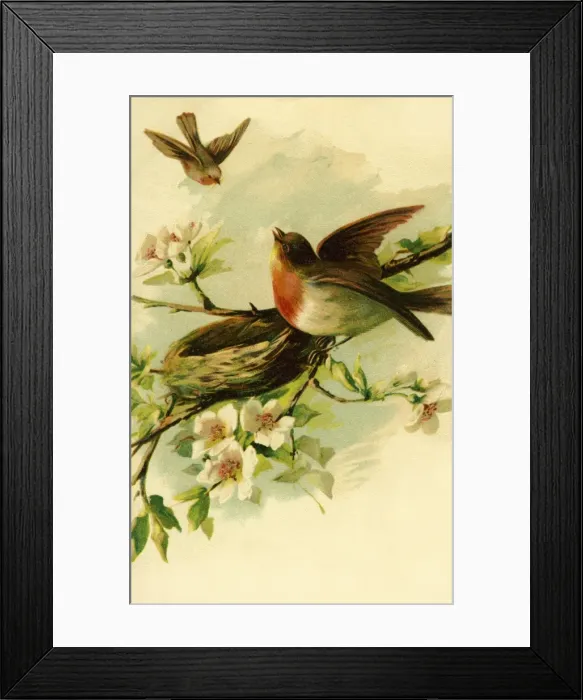 Framed Print : Robins building their nest Framed Print : Robins building their nest