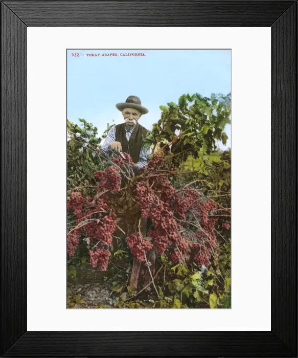 Framed Print : Elderly man tending Tokay grapes, Lodi, California, USA Framed Print : Elderly man tending Tokay grapes, Lodi, California, USA
