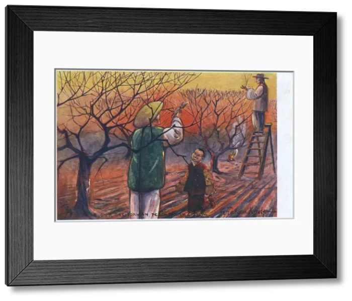 Framed Print : Chinese workers pruning trees, California, USA Framed Print : Chinese workers pruning trees, California, USA