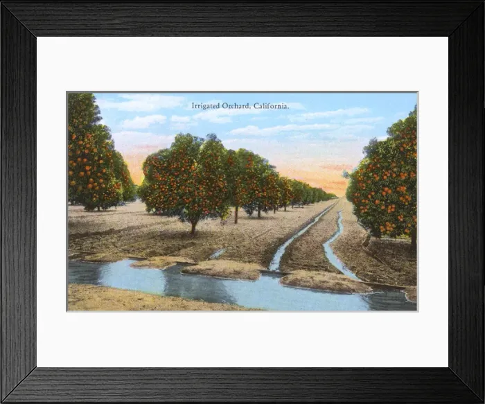 Framed Print : Irrigated orchard, California, USA Framed Print : Irrigated orchard, California, USA