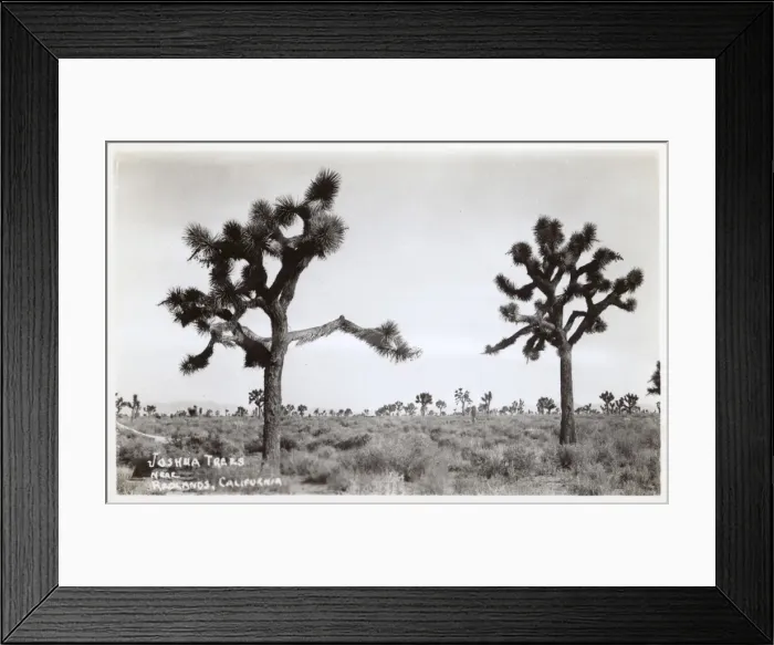 Framed Print : Joshua trees near Redlands, California, USA Framed Print : Joshua trees near Redlands, California, USA