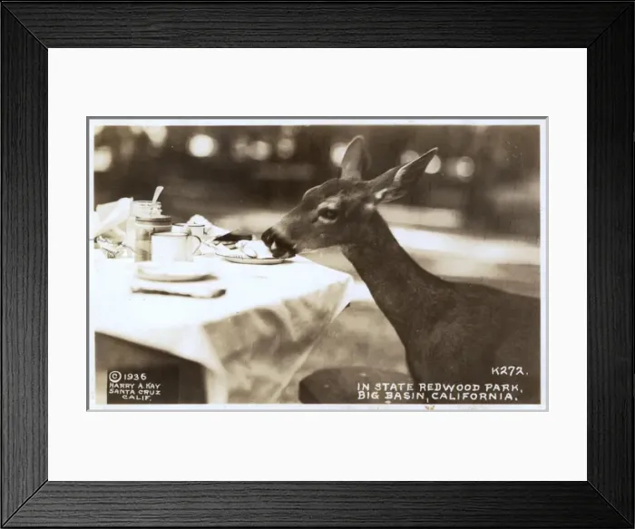 Framed Print : Deer in State Redwood Park, California, USA Framed Print : Deer in State Redwood Park, California, USA