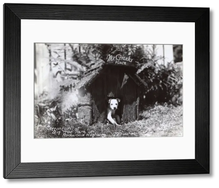 Framed Print : Dog in kennel, Redwood Park, California, USA Framed Print : Dog in kennel, Redwood Park, California, USA
