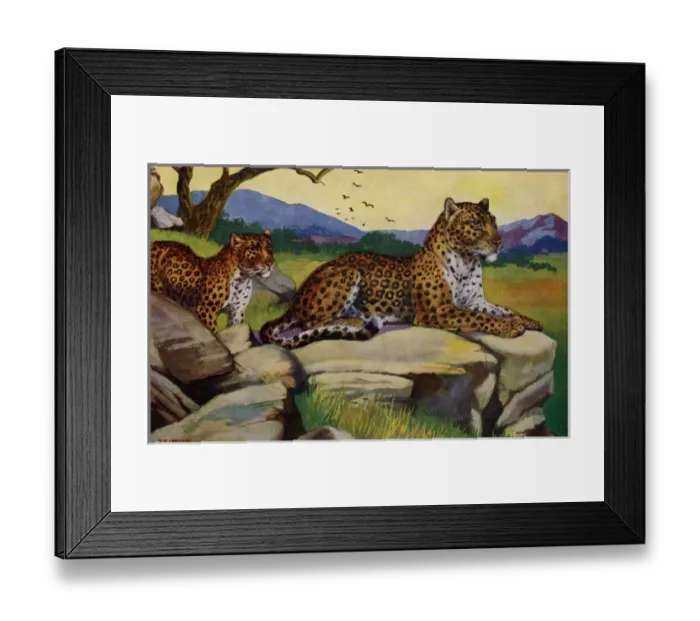Framed Print : Leopard. The leopard(Panthera pardus) is a member of thefamilyFelidaewith Framed Print : Leopard. The leopard(Panthera pardus) is a member of thefamilyFelidaewith