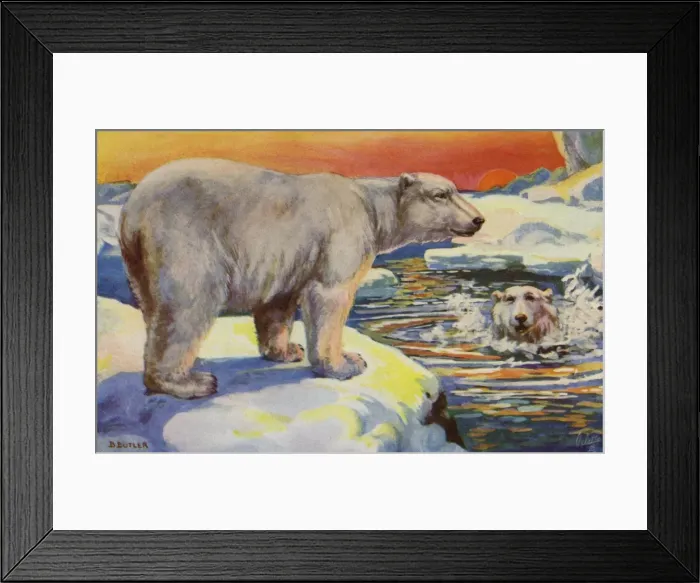 Framed Print : Polar bear Framed Print : Polar bear