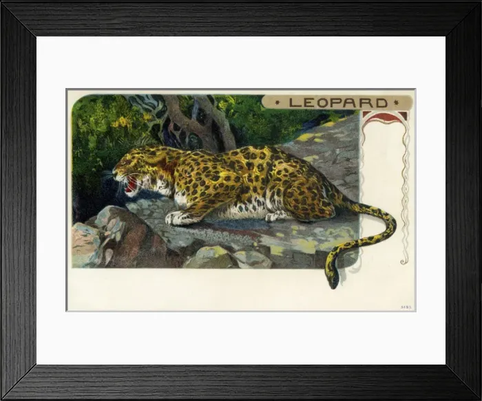 Framed Print : Leopard. The leopard(Panthera pardus) is a member of thefamilyFelidaewith Framed Print : Leopard. The leopard(Panthera pardus) is a member of thefamilyFelidaewith