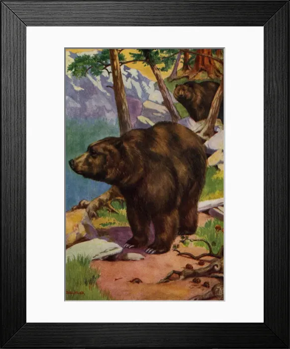 Framed Print : Grizzly bear Framed Print : Grizzly bear