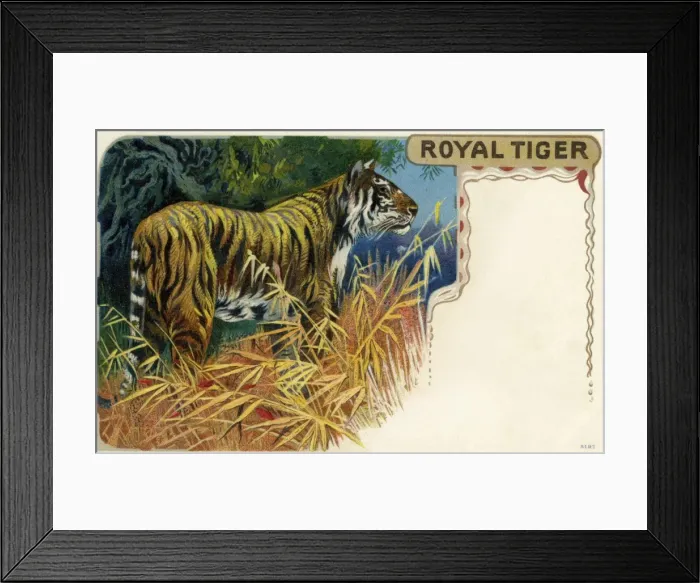 Framed Print : Tiger. The Royal or Bengal tiger (Panthera tigristigris) is the most numerous Framed Print : Tiger. The Royal or Bengal tiger (Panthera tigristigris) is the most numerous