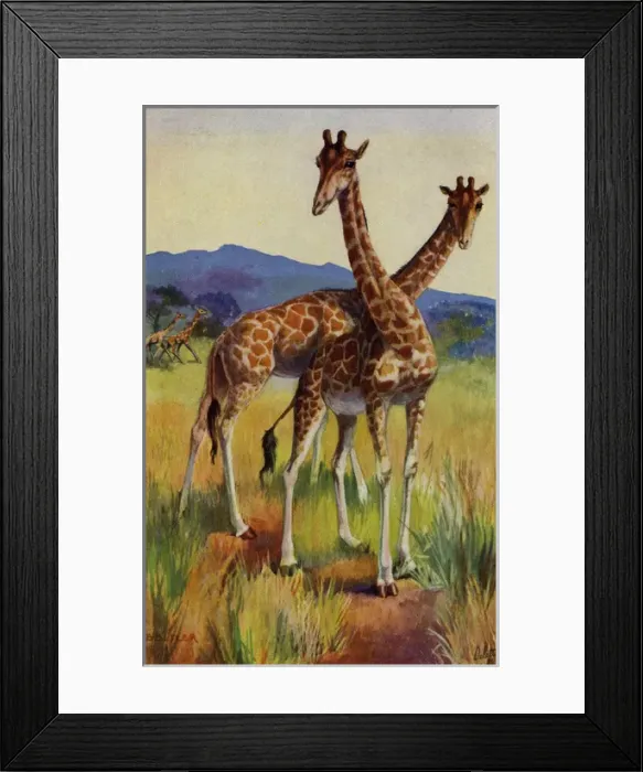 Framed Print : Giraffe. The giraffe(Giraffa) is agenusof Africaneven-toed ungulatemammals Framed Print : Giraffe. The giraffe(Giraffa) is agenusof Africaneven-toed ungulatemammals