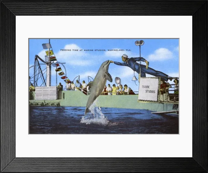 Framed Print : Feeding time - Marine Studios, Marineland, Florida, USA Framed Print : Feeding time - Marine Studios, Marineland, Florida, USA