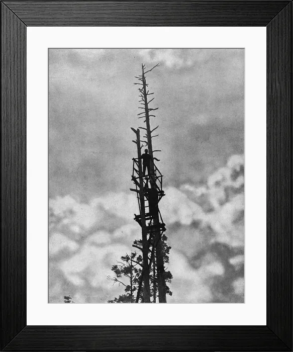 Framed Print : Russian soldiers up a tree, eastern front, Russia, WW1 Framed Print : Russian soldiers up a tree, eastern front, Russia, WW1