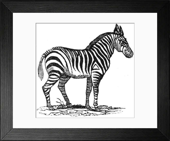 Framed Print : Zebra, c. 1800 Framed Print : Zebra, c. 1800