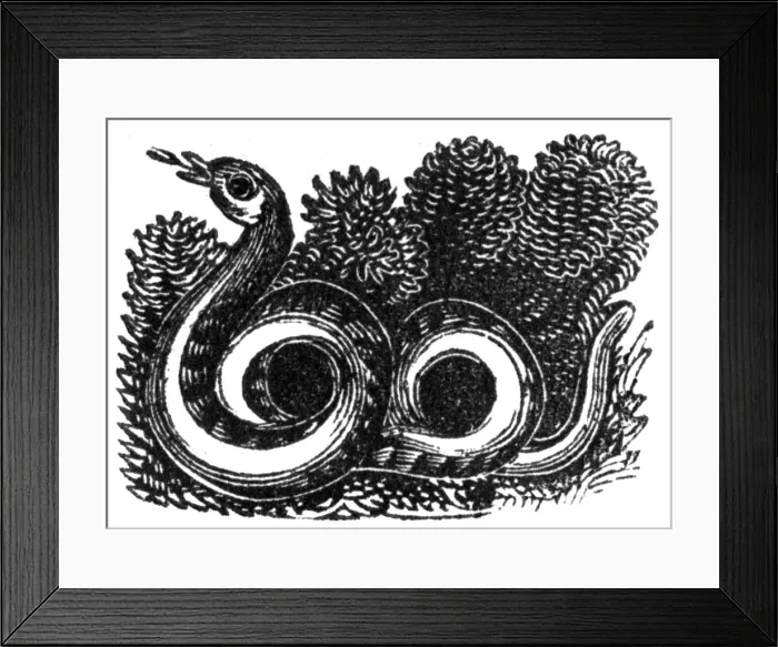 Framed Print : Snake, c. 1800 Framed Print : Snake, c. 1800