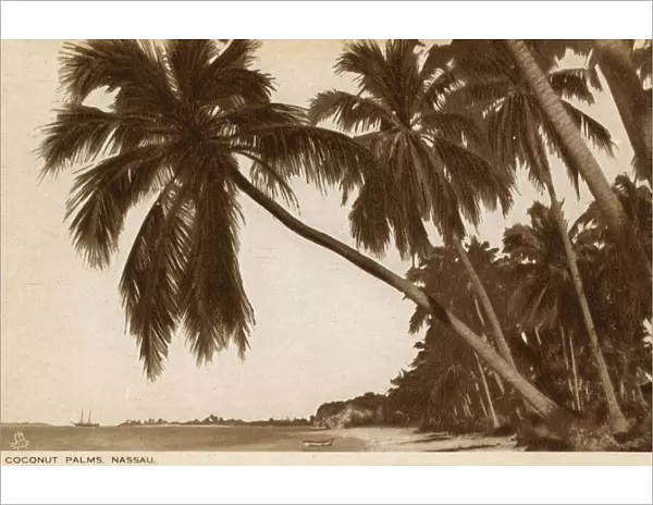 Coconut palms, Nassau, Bahamas, West Indies