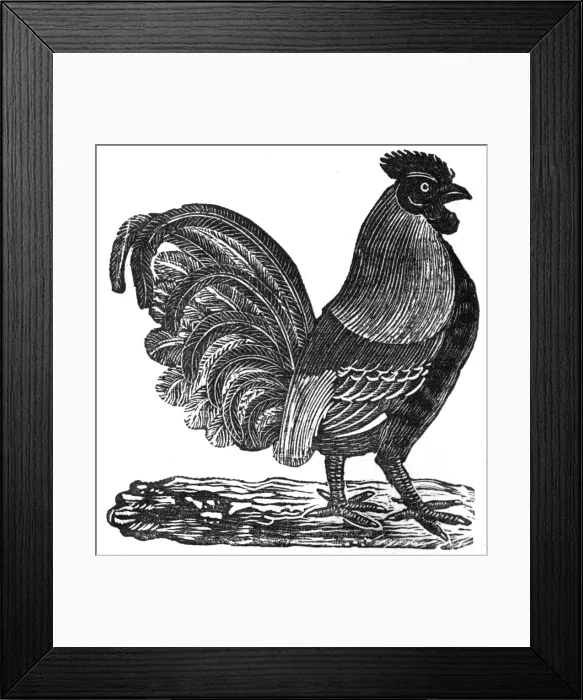 Framed Print : Cockerel, c. 1800 Framed Print : Cockerel, c. 1800