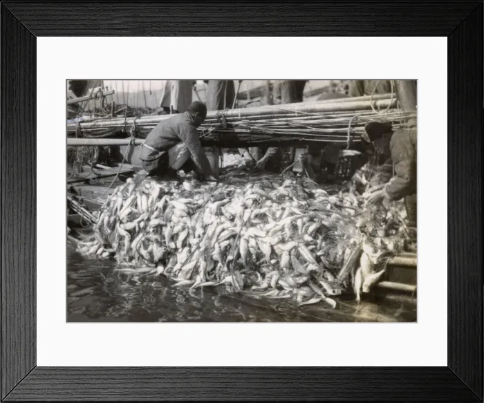 Framed Print : Fishermen hauling fish onto a junk, China Framed Print : Fishermen hauling fish onto a junk, China