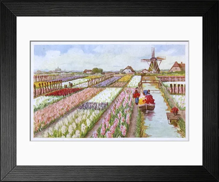 Framed Print : Hyacinth farm with windmill and canal, Netherlands Framed Print : Hyacinth farm with windmill and canal, Netherlands