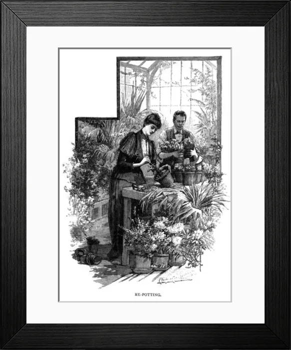 Framed Print : Lady repotting a plant Framed Print : Lady repotting a plant