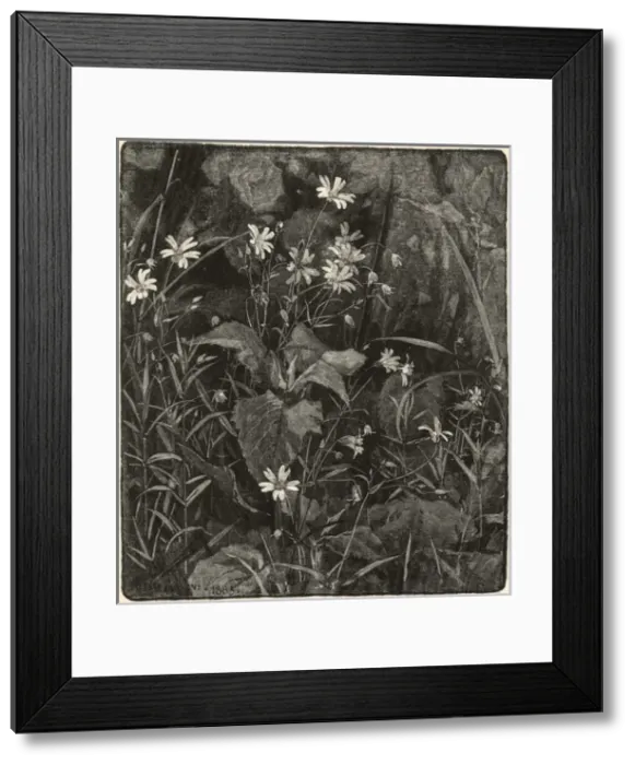 Framed Print : Stitchwort by Alfred Parsons Framed Print : Stitchwort by Alfred Parsons