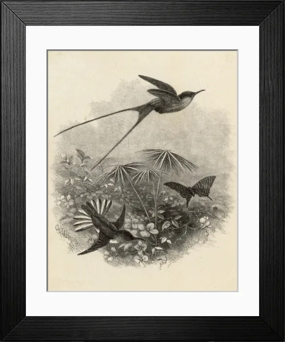 Framed Print : Hummingbirds by Charles Whymper Framed Print : Hummingbirds by Charles Whymper