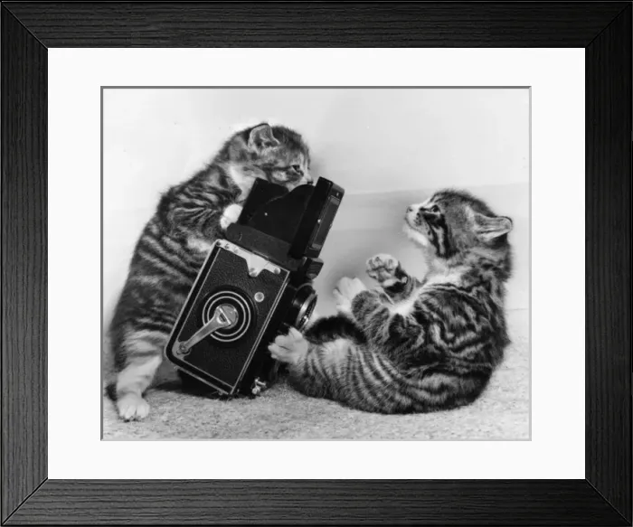 Framed Print : Two tabby kittens playing with a camera Framed Print : Two tabby kittens playing with a camera