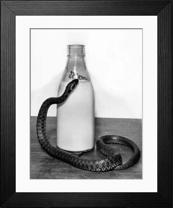 Framed Print : Snake with a milk bottle Framed Print : Snake with a milk bottle