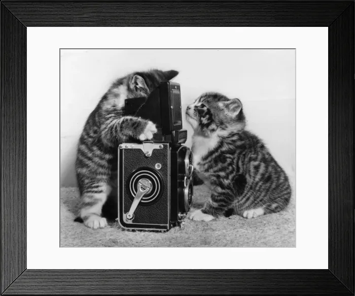 Framed Print : Two tabby kittens playing with a camera Framed Print : Two tabby kittens playing with a camera