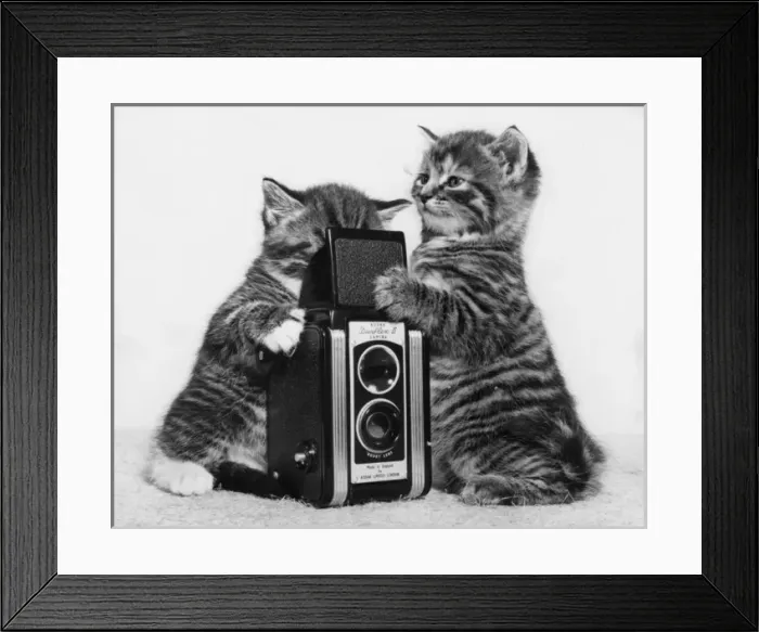 Framed Print : Two tabby kittens playing with a camera Framed Print : Two tabby kittens playing with a camera