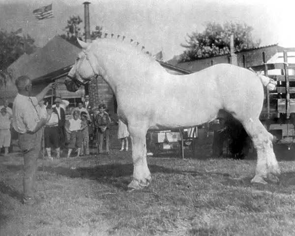 Largest horse in the world