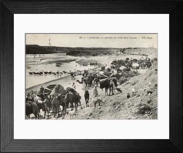 Framed Print : Camel caravan in Biskra district, Algeria Framed Print : Camel caravan in Biskra district, Algeria
