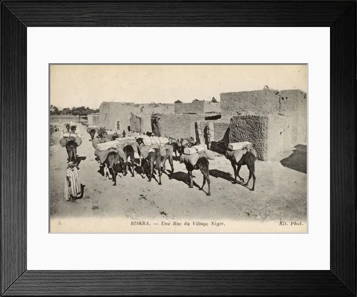 Framed Print : Native village with camels, Biskra, Algeria Framed Print : Native village with camels, Biskra, Algeria