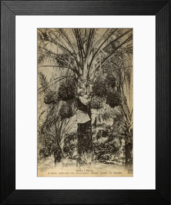 Framed Print : Arab boy climbing date tree, Algeria, North Africa