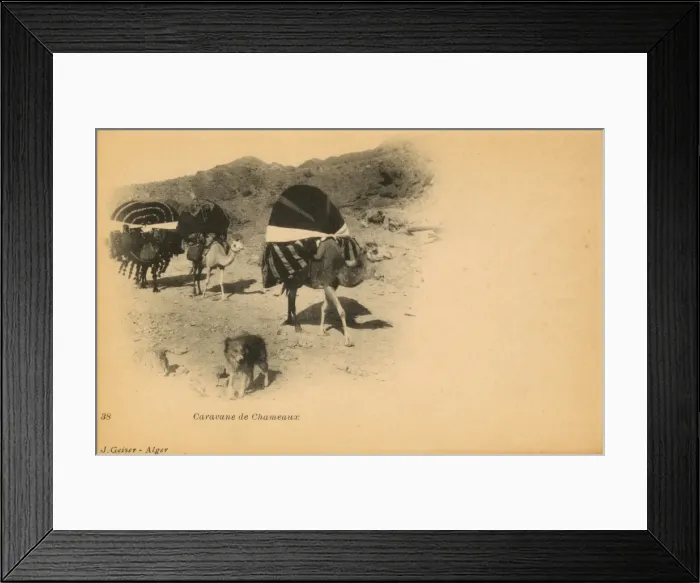 Framed Print : Camel caravan and dog in Algeria Framed Print : Camel caravan and dog in Algeria