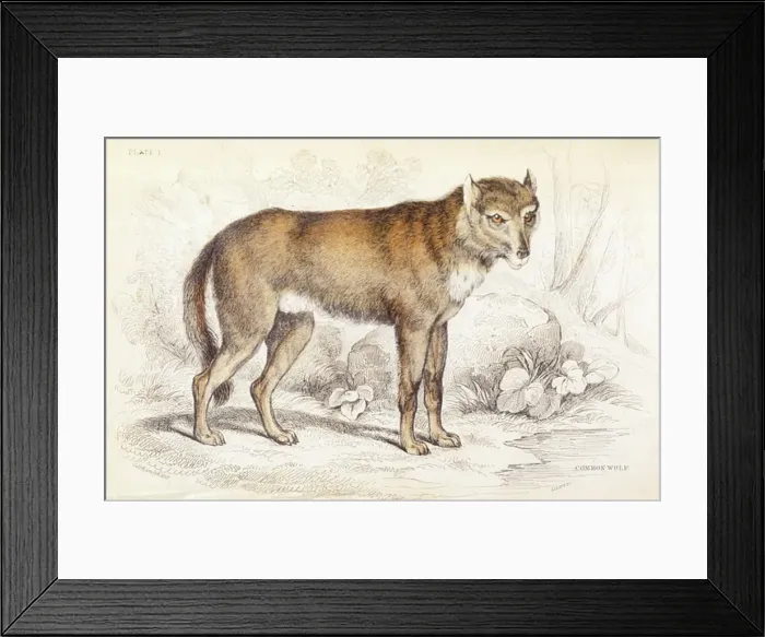 Framed Print : Common wolf (Canis lupus) Framed Print : Common wolf (Canis lupus)