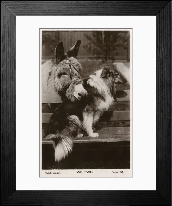 Framed Print : We Two - A lovely donkey and Collie dog best friend Framed Print : We Two - A lovely donkey and Collie dog best friend