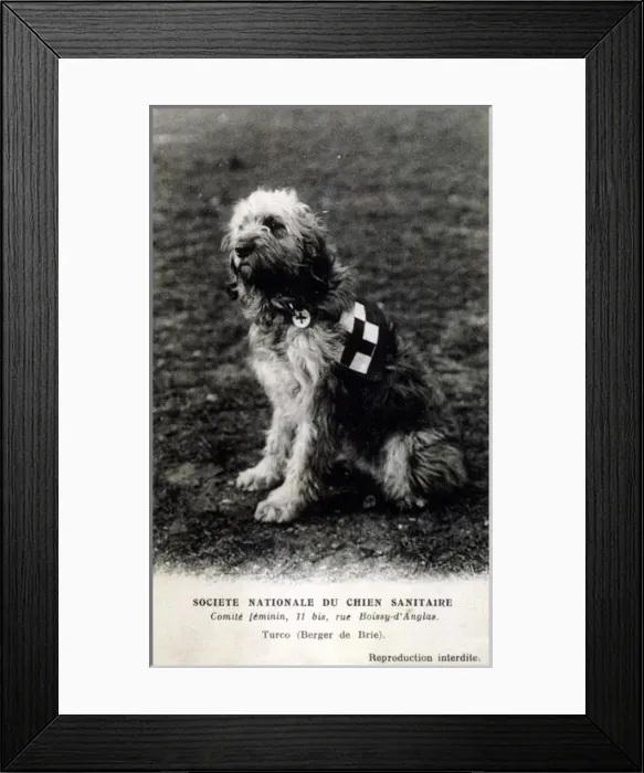 Framed Print : French Red Cross Dog Framed Print : French Red Cross Dog