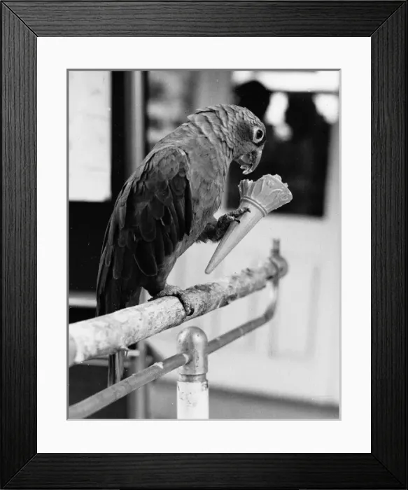 Framed Print : Parrot with a fancy for ice cream, Penscynor Bird Park Framed Print : Parrot with a fancy for ice cream, Penscynor Bird Park