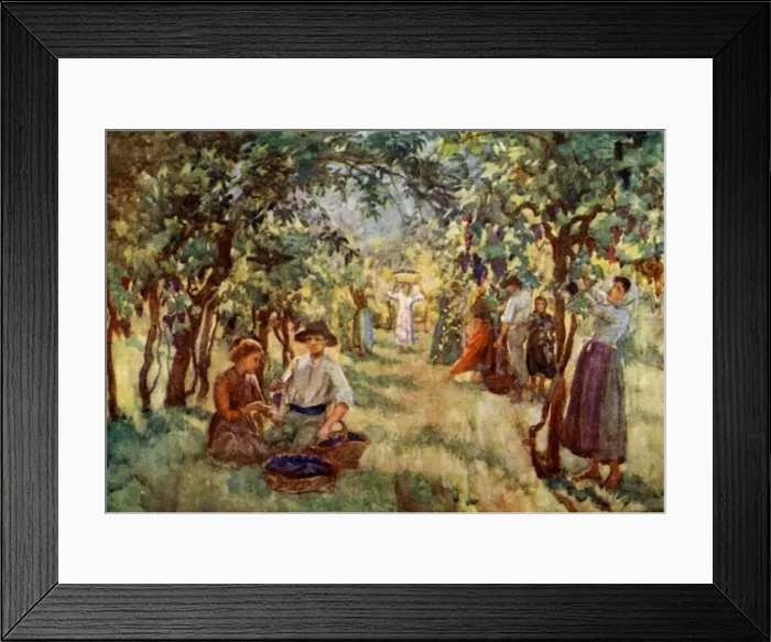 Framed Print : Wine Cultivation Italy Framed Print : Wine Cultivation Italy