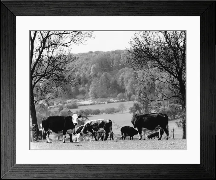 Framed Print : Cows - Bix Bottom nr Henley on Thames, Oxfordshire Framed Print : Cows - Bix Bottom nr Henley on Thames, Oxfordshire