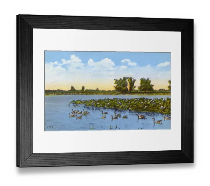 Framed Print : Toledo, Ohio, USA - Lotus Beds on Toledo Beach Framed Print : Toledo, Ohio, USA - Lotus Beds on Toledo Beach