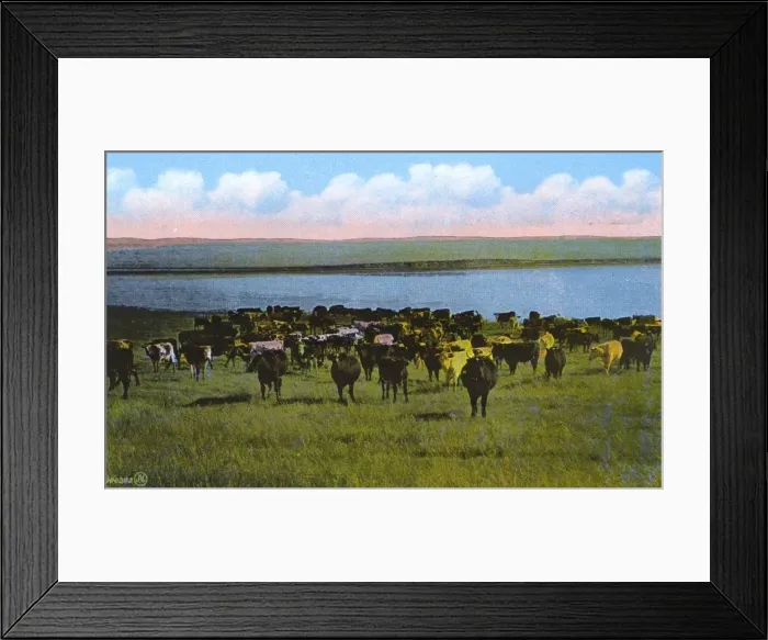 Framed Print : Western Canada - Cattle Ranch Framed Print : Western Canada - Cattle Ranch