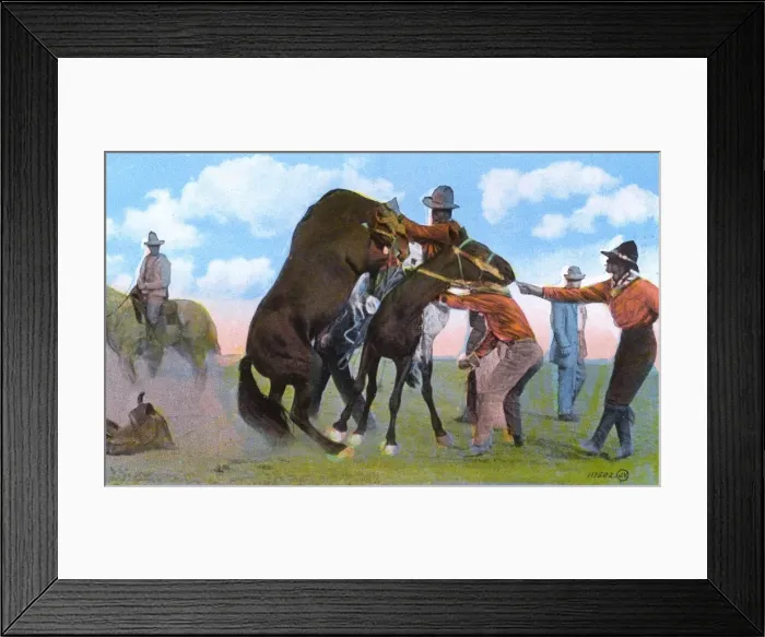 Framed Print : Western Canada - Cowboy saddling an outlaw Framed Print : Western Canada - Cowboy saddling an outlaw