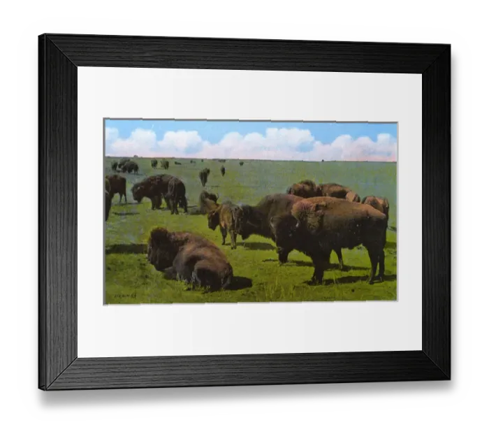 Framed Print : Western Canada - Bison, Wainwright Park, Alberta Framed Print : Western Canada - Bison, Wainwright Park, Alberta