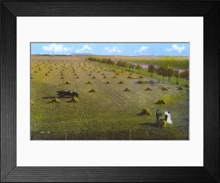 Framed Print : Western Canada - Wheat Field Framed Print : Western Canada - Wheat Field