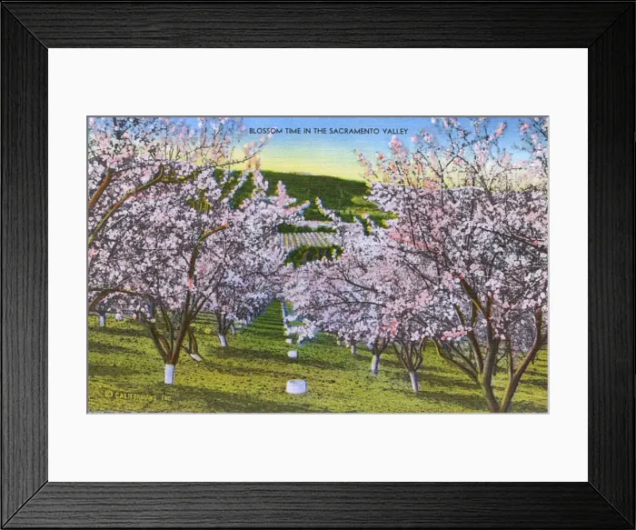 Framed Print : Sacramento, California, USA - Blossom time in the Valley